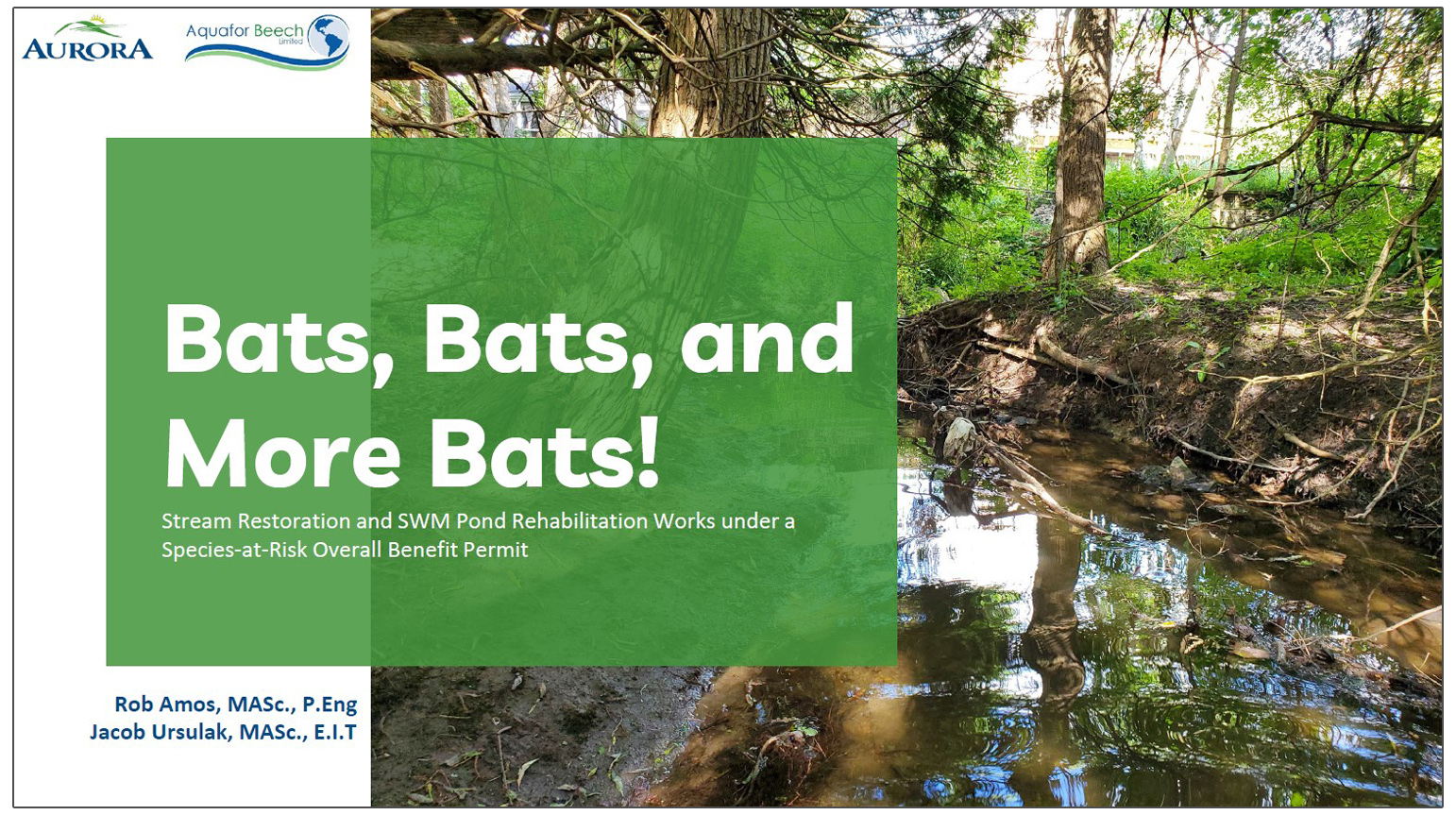 Stream Restoration and SWM Pond Rehabilitation Works under a Species-at-Risk Overall Benefit Permit - presentation by Robert Amos and Jacob Ursulak